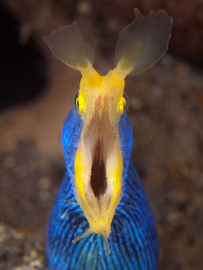 Ribbon Eel, Tulamben by Doug Anderson 